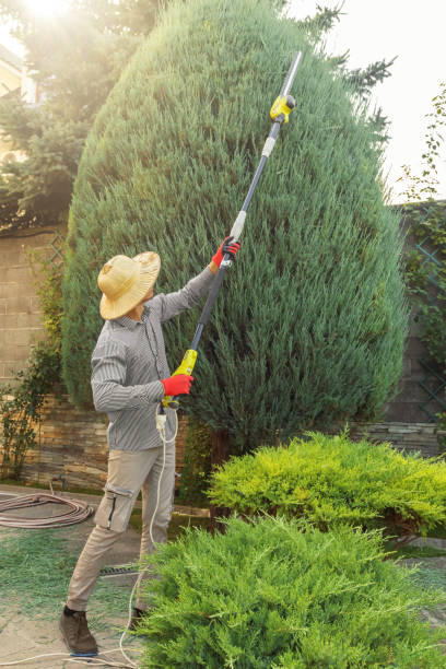 Tree Service Company in Mount Carmel, PA